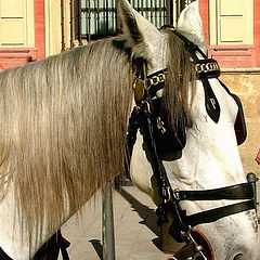photo "Spanish Horse"