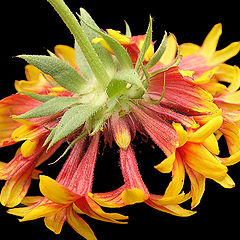 photo "Gaillardia"