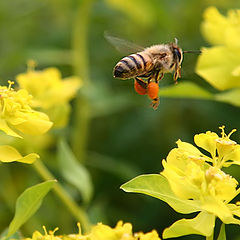 photo "9076 Bee"