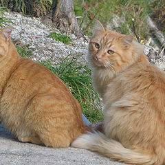 photo "Gatos"