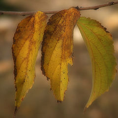 photo "Silence Autumn."