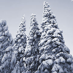 photo "Hello, fir-trees!"