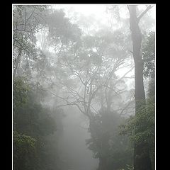 photo "Fog in forest."