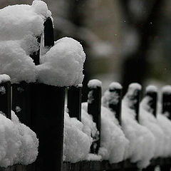 photo "First snow3"