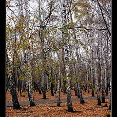 photo "The forgotten autumn"