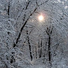 фото "Зимнее кружево"