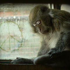 photo "monkey cry"