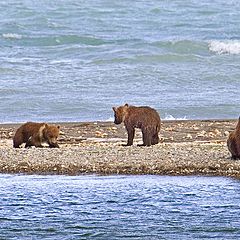 photo "Mom and the 4 cubs -1"