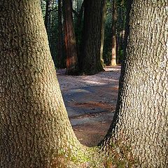 фото "tree framed trees"