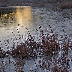 photo "Frozen morning"