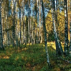 photo "In a shadow of a birch wood"