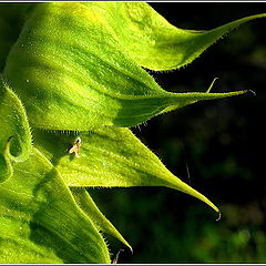 photo "Sunflower"