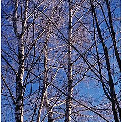 photo "Birches"