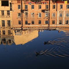 photo "Ducks in the city"