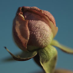 photo "The rose ....."