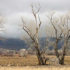 photo "Waiting on spring !"