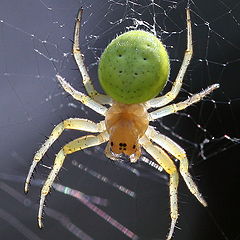 photo "Tiny transparent spider"