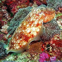 photo "Cuttlefish"
