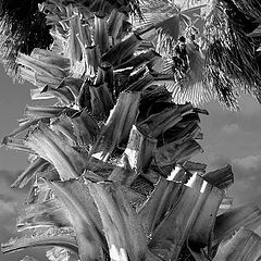 фото "Пальма после стрижки на фоне заходящего солнца"