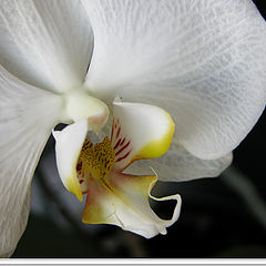 фото "Orchid"