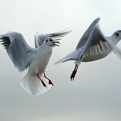 фото "les mouettes"