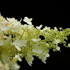 photo "white flowers"