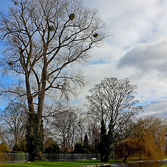 photo "Bird nests"