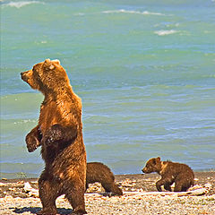 photo "Perhaps I should look this way for my cubs? Or,..."