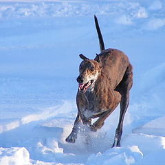 фото "Greyhound in action"