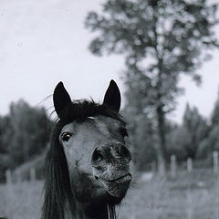 фото "Гордый лошадь"