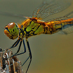 photo "Dragonfly"