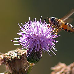 photo "And landing"