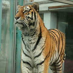 photo "The Tiger"