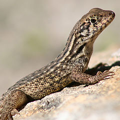 photo "Reptile"