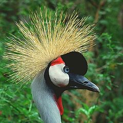 photo "Crowned crane"