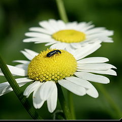 photo "Camomiles"