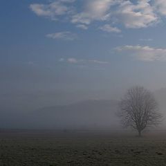 фото "lonely in the fog"