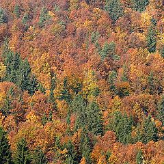 фото "united colors of woods"