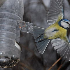 photo "The Lord has given feathery a hand-wings,..."