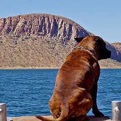 фото "Dog on the pier"