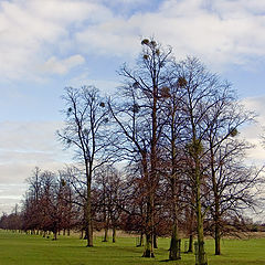 photo "Mistletoe (The Love Trees)"