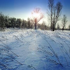 фото "Зимнее солнце"
