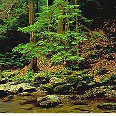 фото "trees near bash bish"