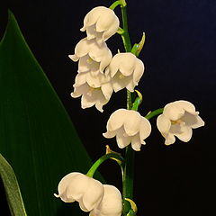 фото "Mai"