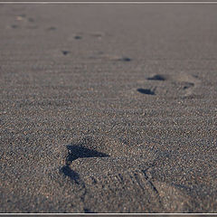 photo "Traces on sand..."