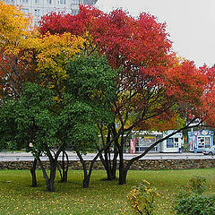 photo "Colors of autumn"