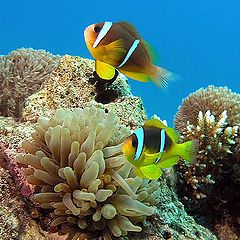 photo "Twobar anemonefish"