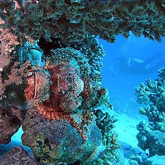 photo "Scorpionfish"