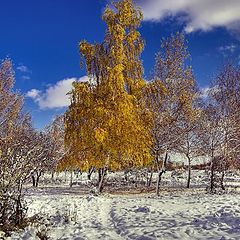 фото "The golden tree"