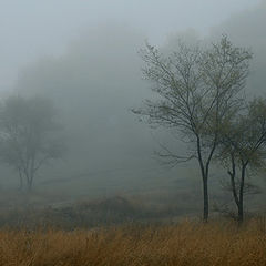 photo "Туманное дерево"